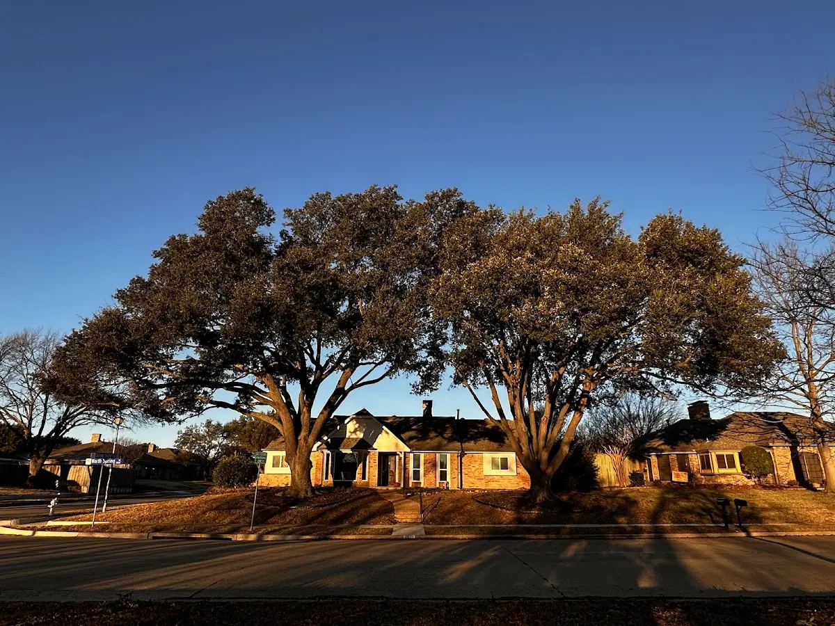 Established residential canopy tree shading a home in Washington Crossing